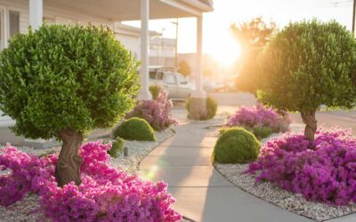 Top Plants for Landscaping in The Villages, FL